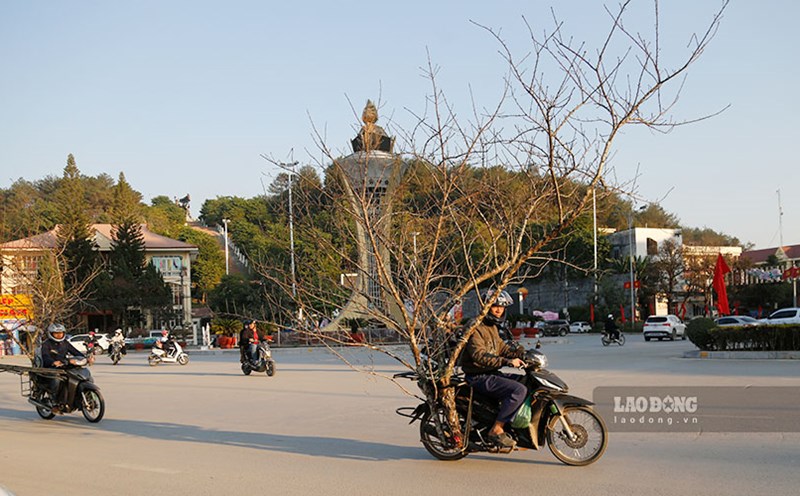 Peaches from the forest were transported by highlanders to Dien Bien Phu City for regrouping. Photo: Quang Dat
