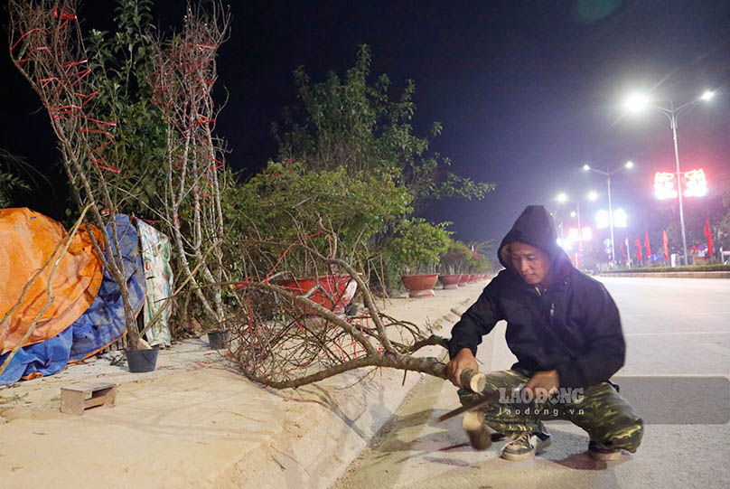 Do chi con hon 10 ngay nua la den Tet Nguyen dan, dac biet nam nay dao rung co gia cao gap doi nam ngoai nen nhieu nguoi dan da tranh thu van chuyen dao va xu ly canh de san sang phuc vu khach.