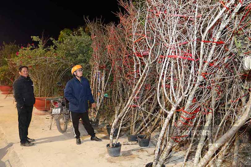 Da gan bo voi nghe buon dao Tet nhieu nam, anh Luong Van Thanh – xa Muong Pon, huyen Dien Bien – cho biet: “Gio nay, chung toi nhu gan lien voi canh dao, thanh bai cua cai Tet nay cung phu thuoc vao nhung ngay nay”.