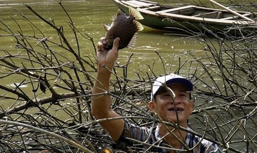 Dỡ chà bắt cá đã được phục hồi làm du lịch cộng đồng được du khách thích thú.