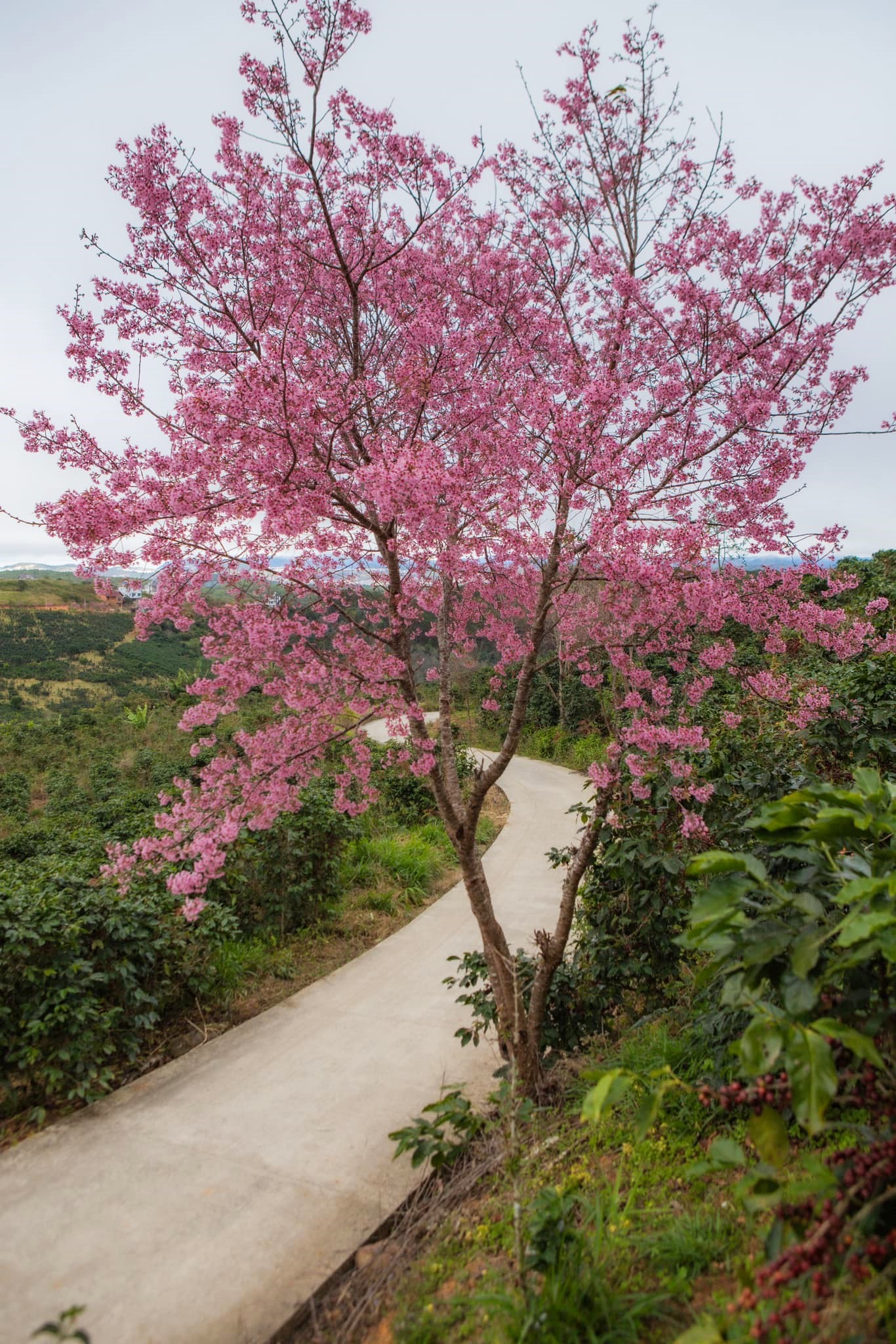 Trong trung tam thanh pho Da Lat hien tai da xuat hien mot so cay mai anh dao bung nu va no hoa ruc ro. Tren hinh la cay mai anh dao tren duong Cao Thang, phuong 7. Anh: Pham Kim Nhan