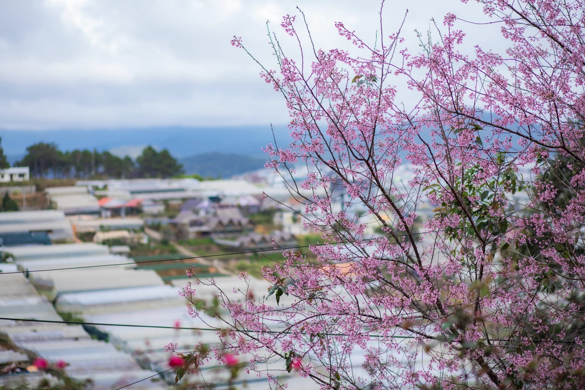 Mai anh dao Da Lat co than giong dao man nhung hoa 5 canh nhu hoa mai. Hoa duoc trong khap cac con duong trong noi do Da Lat va mot so vung lan can nhu Cau Dat, Xuan Tho, Ta Nung, Trai Mat... Anh: Pham Kim Nhan