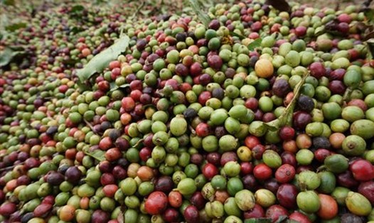 Giá cà phê hôm nay 16.1: Đồng loạt tăng trở lại. Ảnh: Thanh Tuấn.