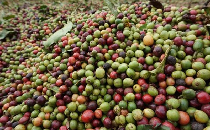Coffee prices today, January 16: All prices increased again. Photo: Thanh Tuan.