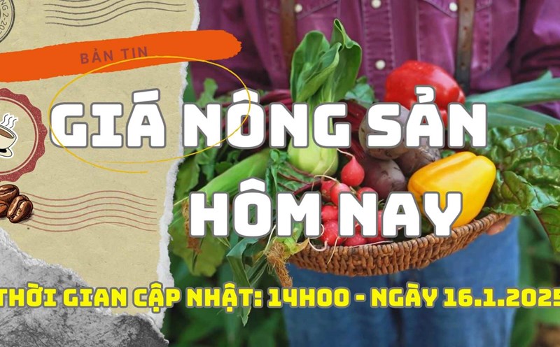 Agricultural product prices today, January 16, 2025. Photo: Bao Lam
