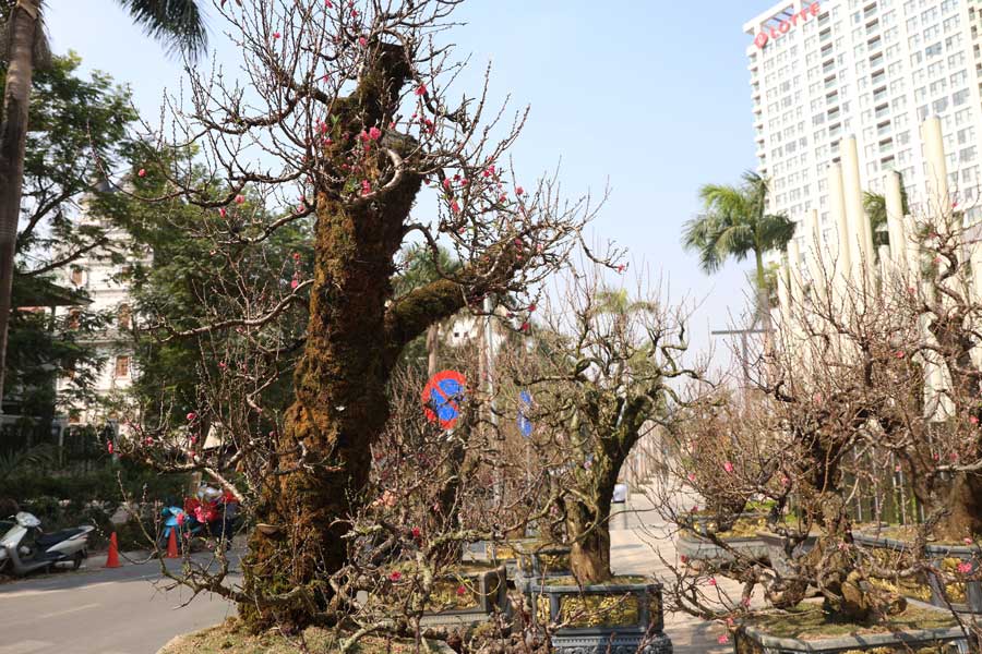 Ancient peach trees arrive in Hanoi, "shocking" price of hundreds of millions