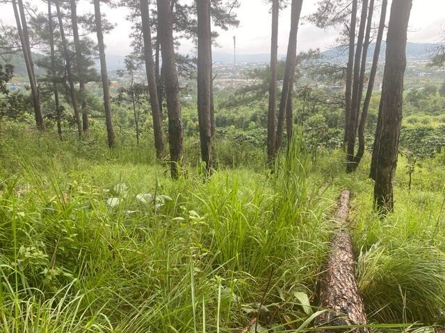 Da Lat City Forest Protection Department is investigating the cases of dead pine trees. Photo: Le Son