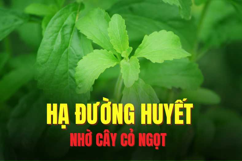 Using stevia can effectively help lower blood sugar. Graphics: Hai Ly