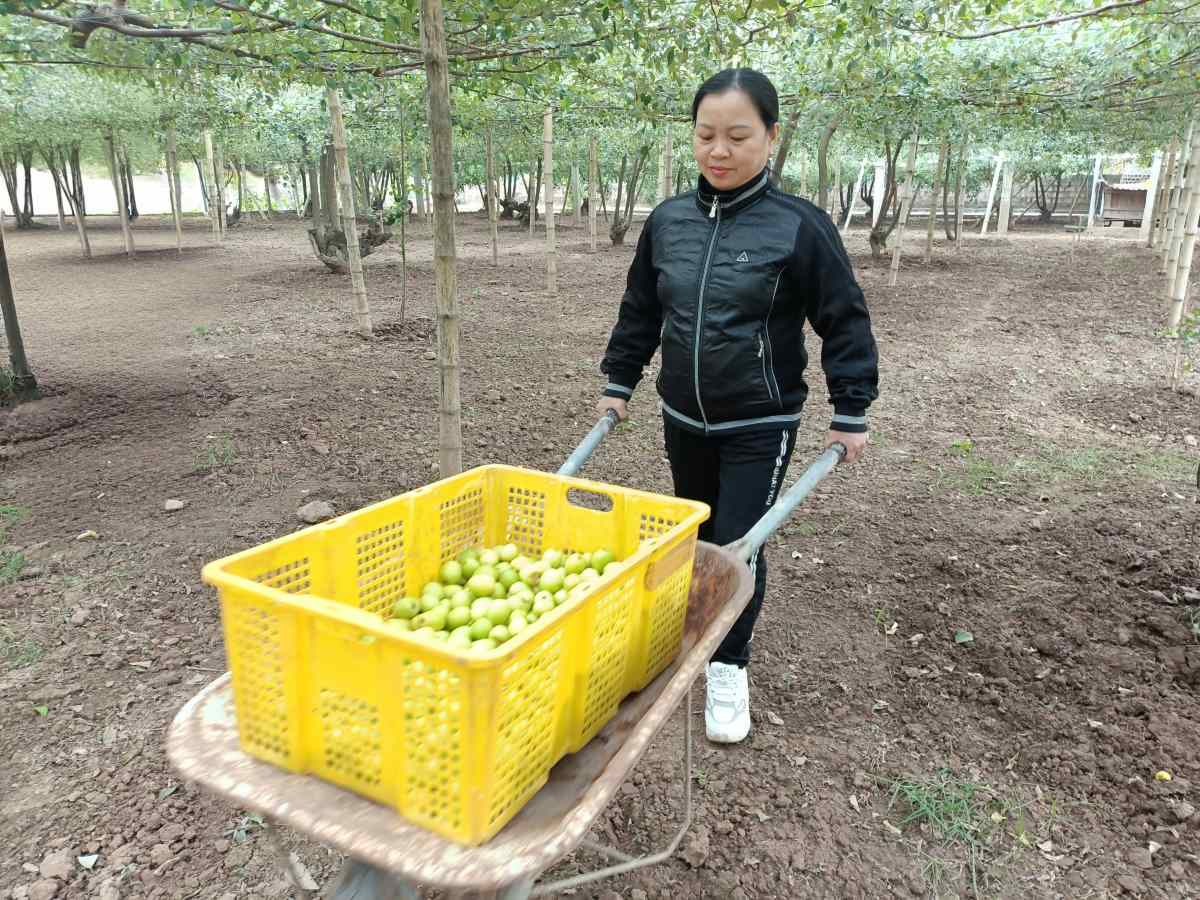 Ba Nguyen Thi Huyen thu hoach me tao cuoi ngay de chuyen den tay khach hang than thiet. Anh: Hoang Khoi