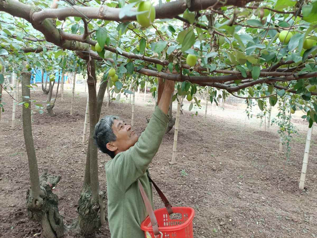 Ong Nguyen Xuan Thieu thu hoach tao gian tai nha vuon Dung Huyen. Anh: Hoang Khoi