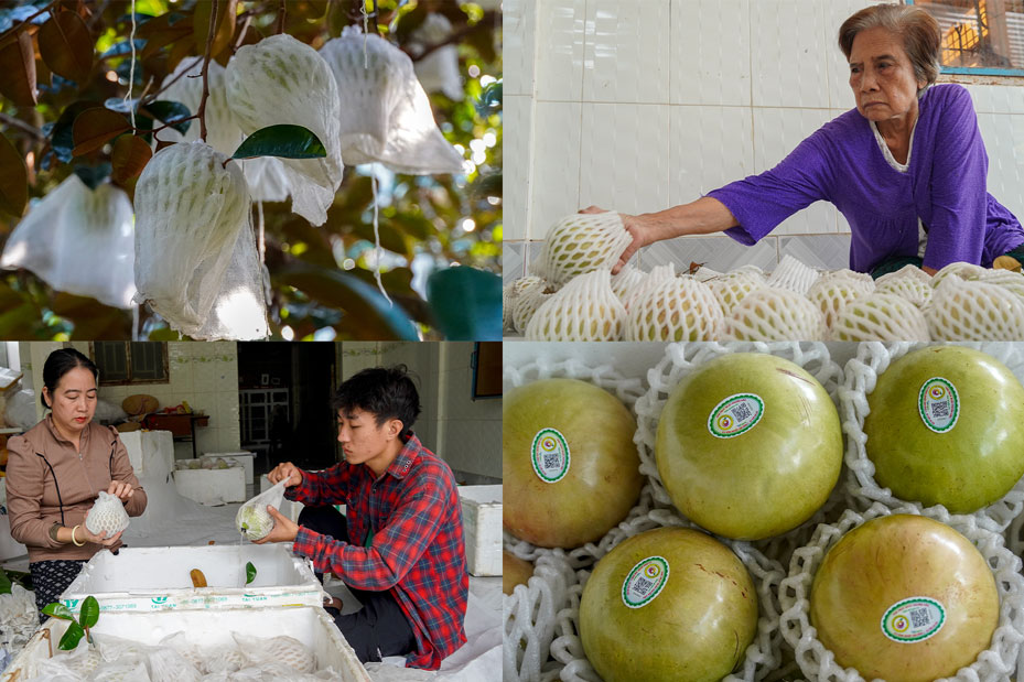 Thong qua lien ket tieu thu da nang cao chat luong san pham trai vu sua qua tung nam. Nha vuon da thay doi tu duy canh tac tu san xuat truyen thong sang ap dung bien phap canh tac than thien voi moi truong nhu su dung phan bon huu co, thuoc bao ve thuc vat sinh hoc, bao trai de tao ra san pham vua ngon vua lanh, co mau ma dep, co kha nang canh tranh cao o thi truong trong va ngoai nuoc.