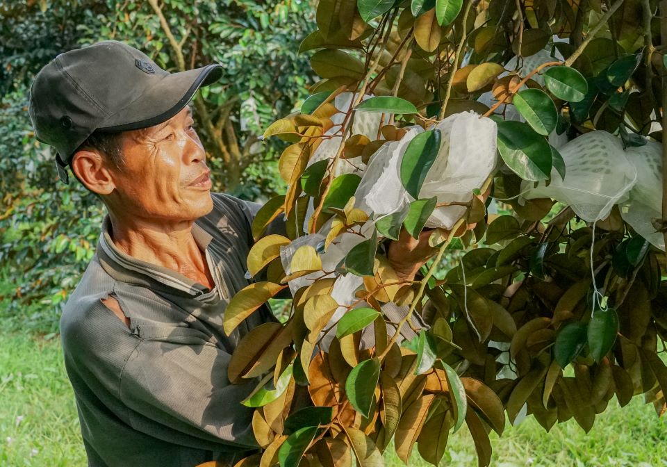 Nho xuat khau sang thi truong My nen gia tri trai vu sua tang len gap 2-3 lan. Tu do loi nhuan cua nong dan cung tang theo. Ong Nguyen Van Muoi Hai o xa Thoi An Hoi (huyen Ke Sach, tinh Soc Trang) cho biet, gia dinh trong khoang 4.000m2 vu sua bo hong. Cach day 3 nam khi vao mua thu hoach ro, gia chi khoang 20.000 dong/kg, sau khi tru chi phi con loi khoang 15 trieu dong/1.000m2. “Hien nay vu sua duoc doanh nghiep mua voi gia co dinh 55.000 dong/kg them trung mua nen uoc loi nhuan khoang 50 trieu dong/1.000m2“, ong Muoi Hai du tinh.