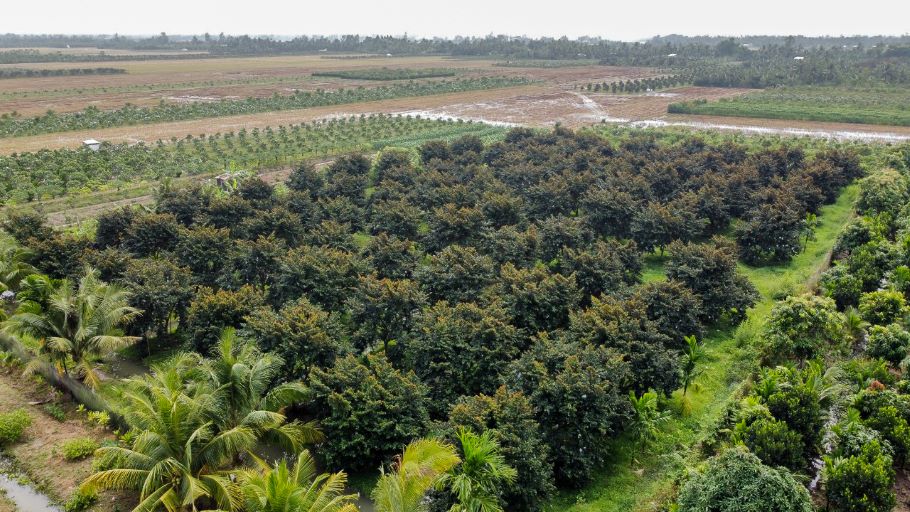 Tu lo hang dau tien xuat khau sang thi truong Hoa Ky vao nam 2018, den nay Soc Trang da tro thanh dia phuong co san luong vu sua xuat khau lon nhat nhi khu vuc DBSCL. Nien vu 2018-2019, Soc Trang xuat khau 32 tan vu sua, va den nam 2023-2024 dat khoang 200 tan. Hien tai, Soc Trang co khoang 2.300 ha trong vu sua voi cac giong nhu tim, tim tu quy, bo hong va tim dao.