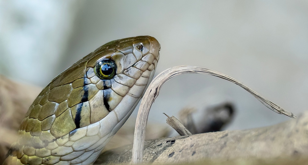 Pictures of snakes in nature.