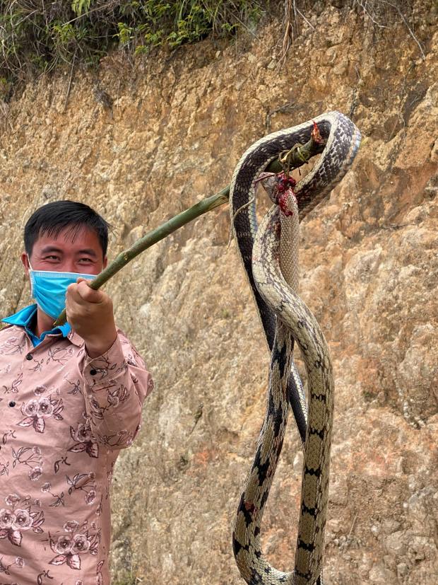 Loai ran thuong phai ganh chiu mot so phan bi tham: Hau nhu gap o dau cung bi con nguoi ... dap chet vi nghi la ran doc. Nhung thuc te khong phai ran nao cung co doc. Anh: THANH SON 