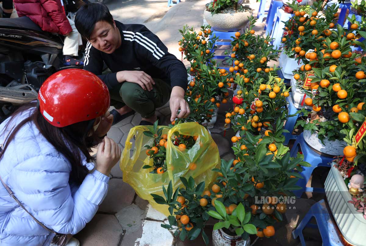 Mua Tet nam nay, cac cay canh nho duoc nhieu nguoi lua chon. Ngoai cac loai cay bonsai dang nho, quat mini duoc trong va trang tri san cung dat khach.