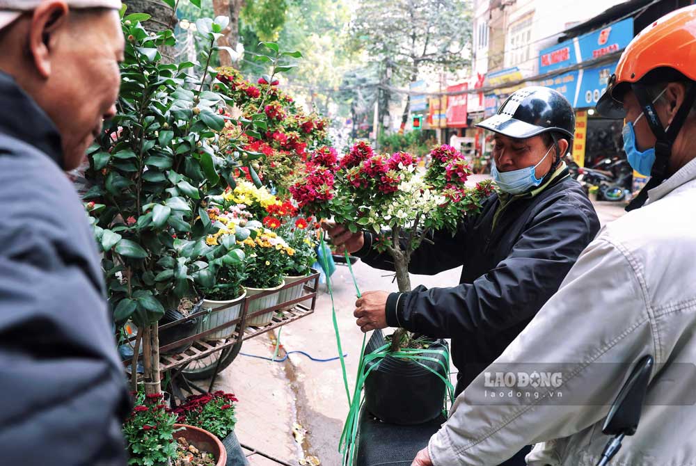 Hoa giay bonsai cung la mot loai cay duoc nhieu nguoi “chuong” trong dip Tet nay.