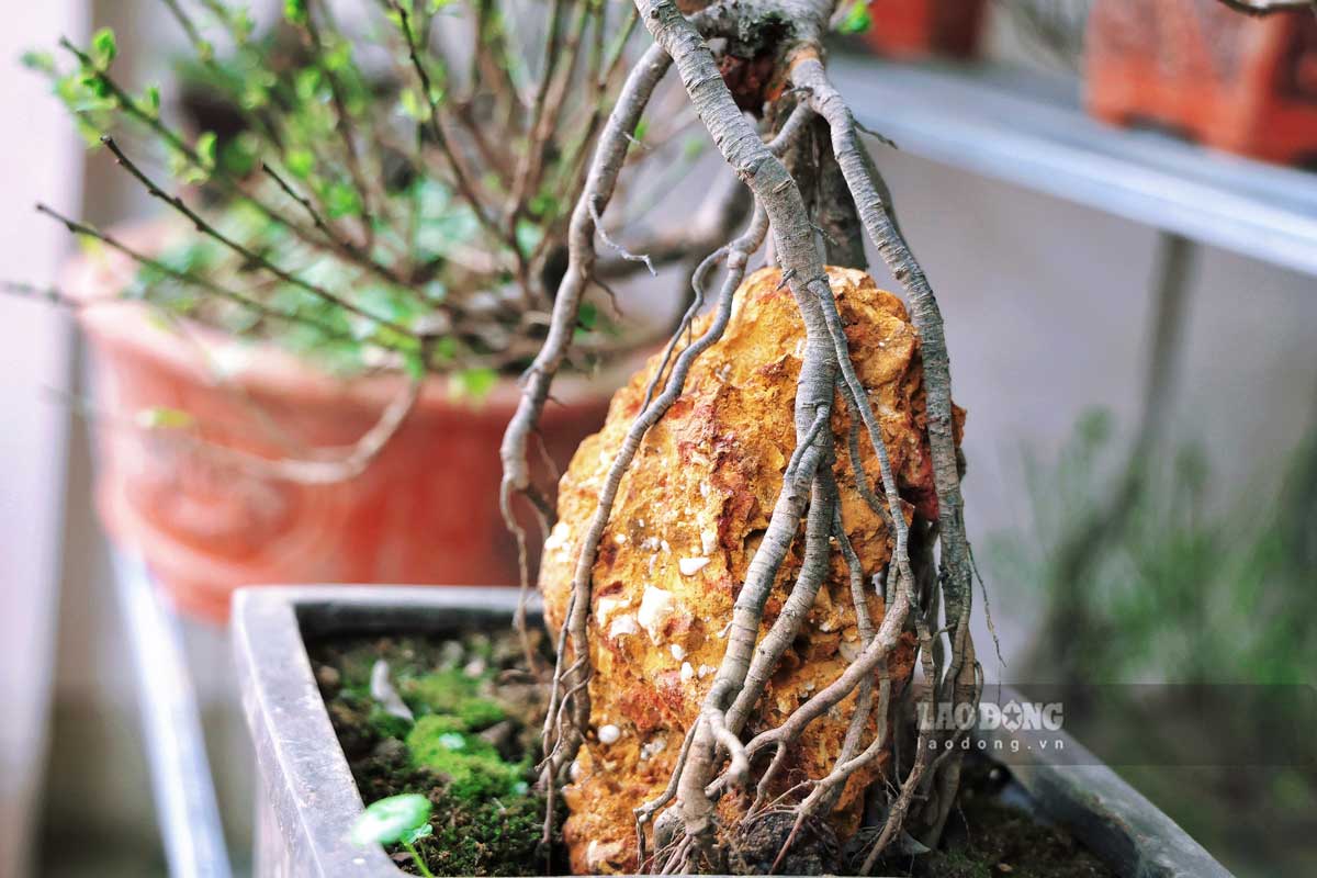 Moi cay bonsai se duoc tao mot bo re khac nhau va day cung la diem thu hut nhat doi voi khach hang.