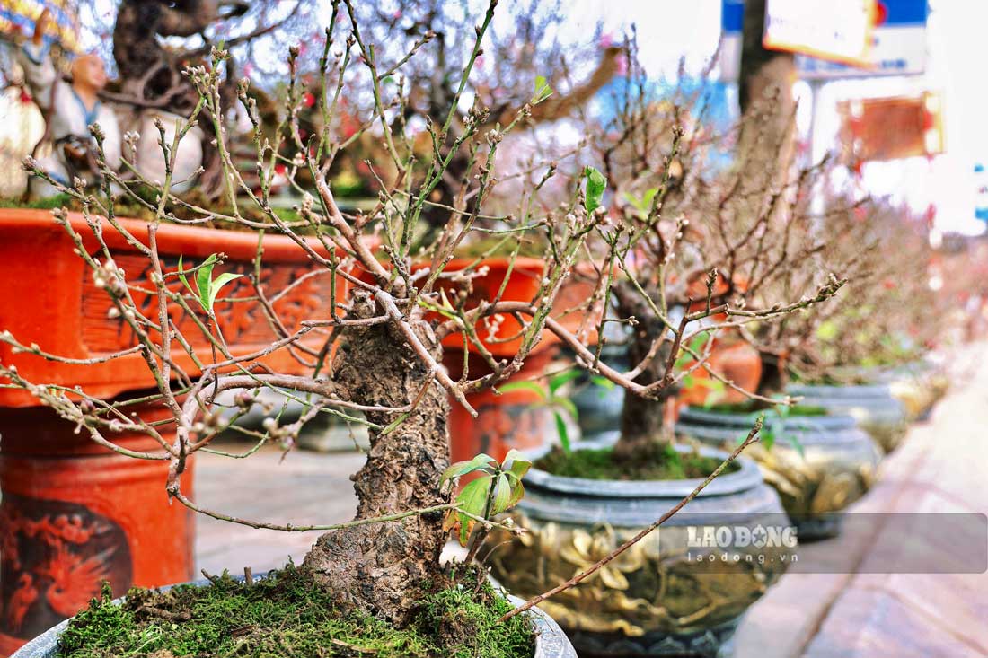 Ben canh nhung loai cay to, co the, dang do so, cac loai cay nho thuoc dong bonsai cung duoc bay ban rat nhieu.