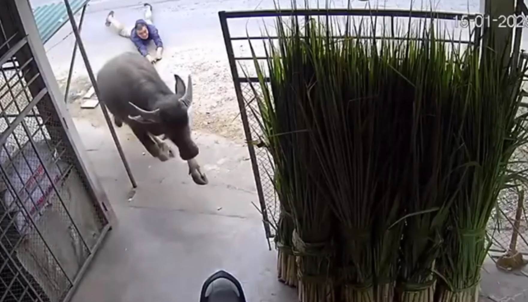 The buffalo ran into the house, dragged the husband a long distance and gored the wife, seriously injuring her. Photo cut from clip.