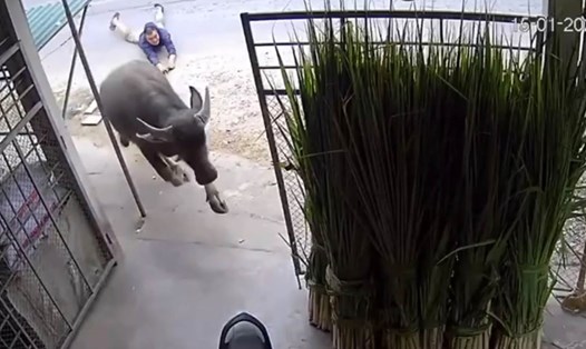 Con trâu tháo chạy vào nhà, kéo người chồng một đoạn dài và húc người vợ bị thương nặng. Ảnh cắt từ clip.