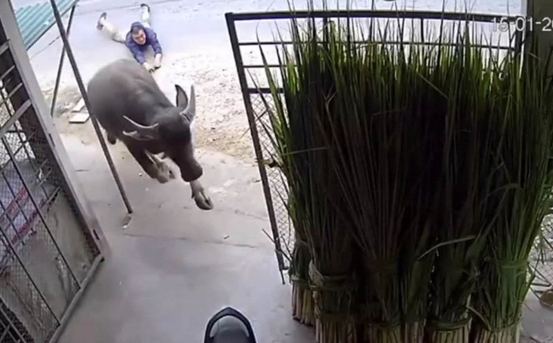 The buffalo ran into the house, dragged the husband a long distance and gored the wife, seriously injuring her. Photo cut from clip.