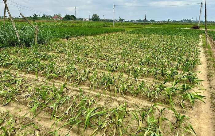 Many fields of flowers in Nghia Ha commune, Quang Ngai city were damaged and died en masse due to heavy rains lasting more than two months. Photo: Vien Nguyen.
