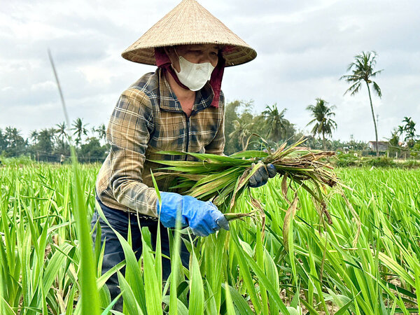 Nong dan nho bo nhung cay hoa lay on bi thoi re, heo ua vi gap thoi tiet bat loi. Anh: Vien Nguyen.