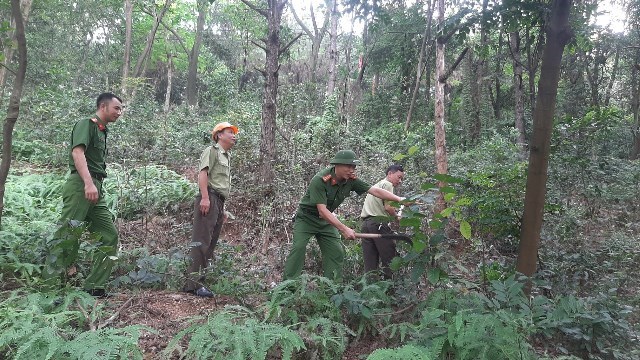 The town's functional forces inspect and clear vegetation to prevent and fight forest fires. Photo: Kinh Mon Town Portal, Hai Duong