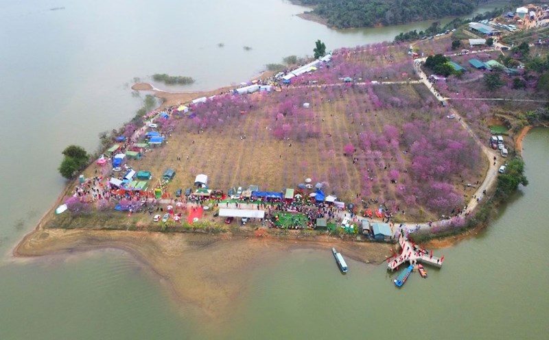 There are currently 20 varieties of cherry blossoms on the flower island. Photo: Quang Dat