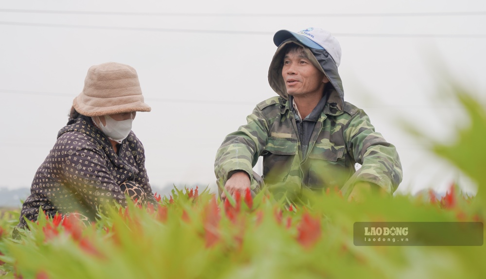 Ong Truong Van Hoa (mot chu vuon tai lang Tien Non) cho biet, nam nay thoi tiet on dinh, nen hoa phat trien tuong doi thuan loi. Moi nam cac chu vuon tai day trong tu 2 den 3 vu, vu nay ca lang dang hoi ha chuan bi chau cho khach hang. 