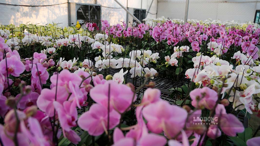 The first Phalaenopsis orchid garden in Dien Bien will be supplied to the market on the occasion of Lunar New Year 2025. Photo: Quang Dat