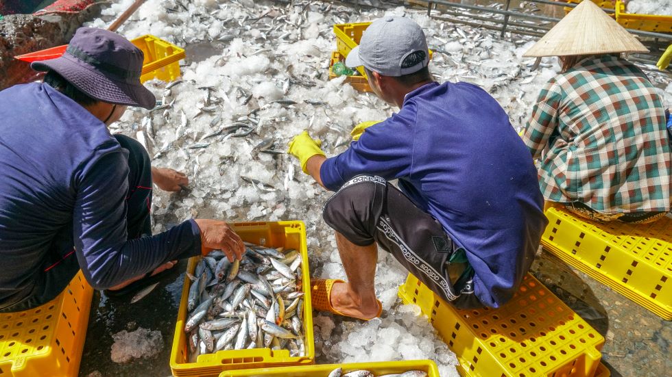 Tau ca cua ngu dan Tran Thanh Dong vua tro ve sau 10 ngay khai thac tren bien voi san luong khoang 3 tan hai san. Sau khi tru chi phi, ong thu ve 20-30 trieu dong