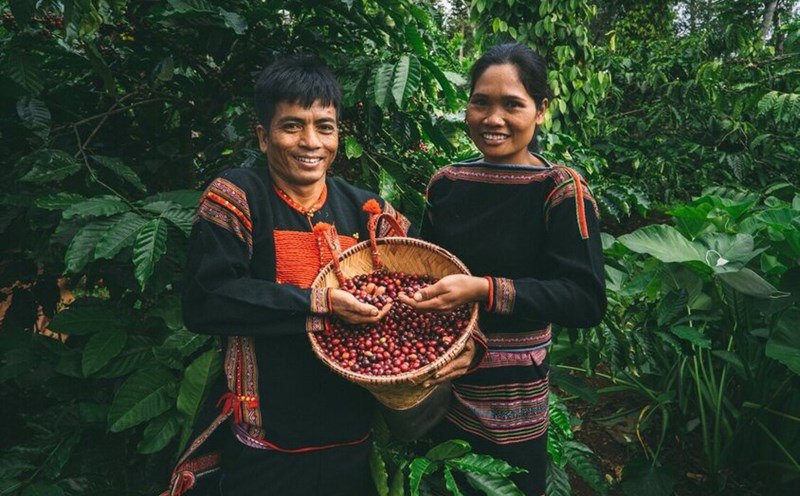Coffee prices today, January 18: Unexpected developments. Photo: Duc Huy.