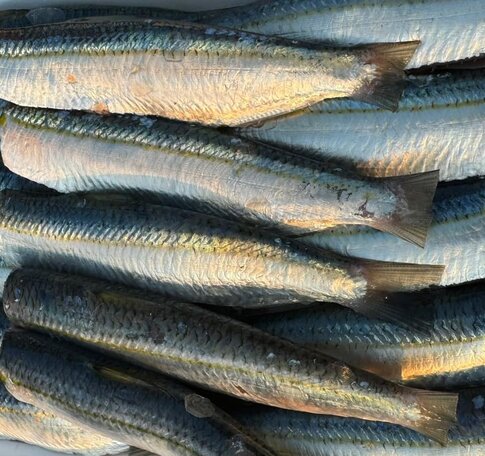 You can regularly add this type of fish to your diet to help reduce belly fat. Photo: Ha Anh