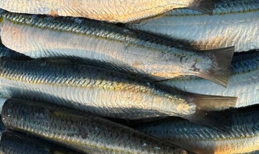 Có thể thường xuyên bổ sung loại cá này vào chế độ ăn để hỗ trợ giảm mỡ bụng. Ảnh: Hà Anh