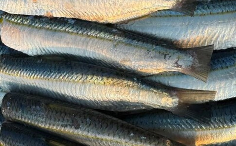 You can regularly add this type of fish to your diet to help reduce belly fat. Photo: Ha Anh