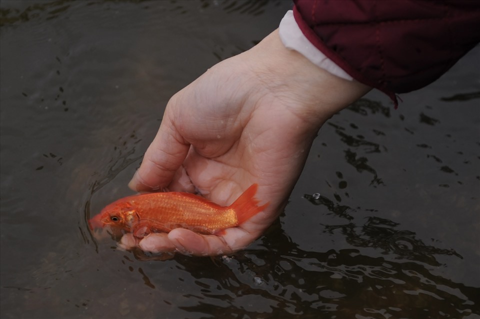 Releasing carp on Ong Cong Ong Tao day should choose a suitable time. Photo: Hai Nguyen