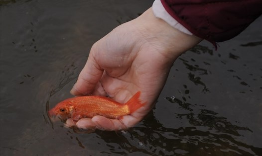 Thả cá chép ngày ông Công ông Táo nên chọn giờ phù hợp. Ảnh: Hải Nguyễn