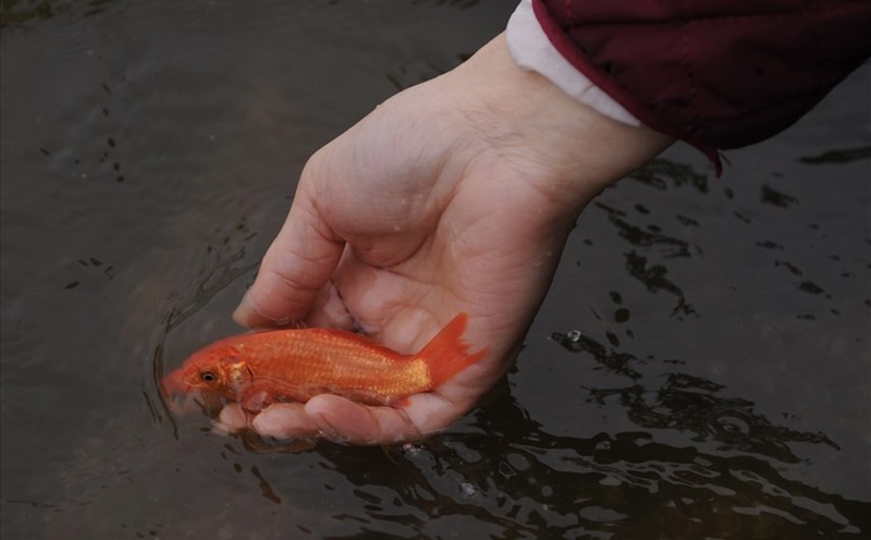Releasing carp on Ong Cong Ong Tao day should choose a suitable time. Photo: Hai Nguyen