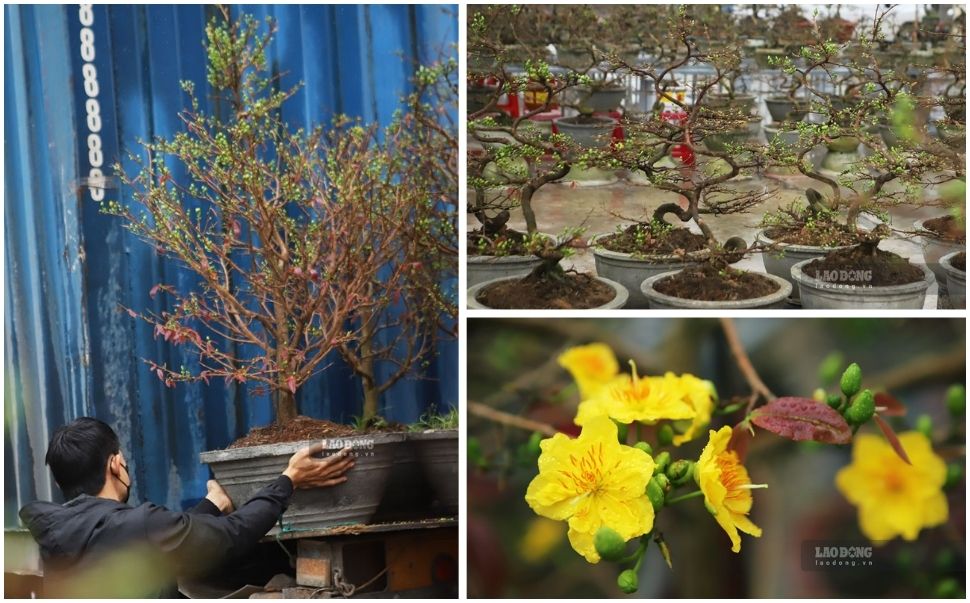 In the days leading up to Tet, yellow apricot blossoms in the central region's capital - An Nhon town (Binh Dinh) are displayed on the streets by growers to invite customers. Photo: Hoai Luan