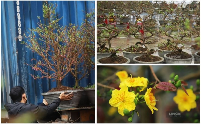 In the days leading up to Tet, yellow apricot blossoms in the central region's capital - An Nhon town (Binh Dinh) are displayed on the streets by growers to invite customers. Photo: Hoai Luan