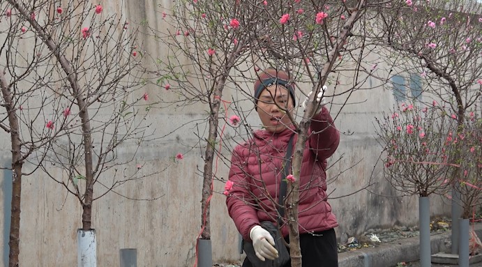 On the day off, customers go to the flower market to buy peach blossoms for Tet from 7am