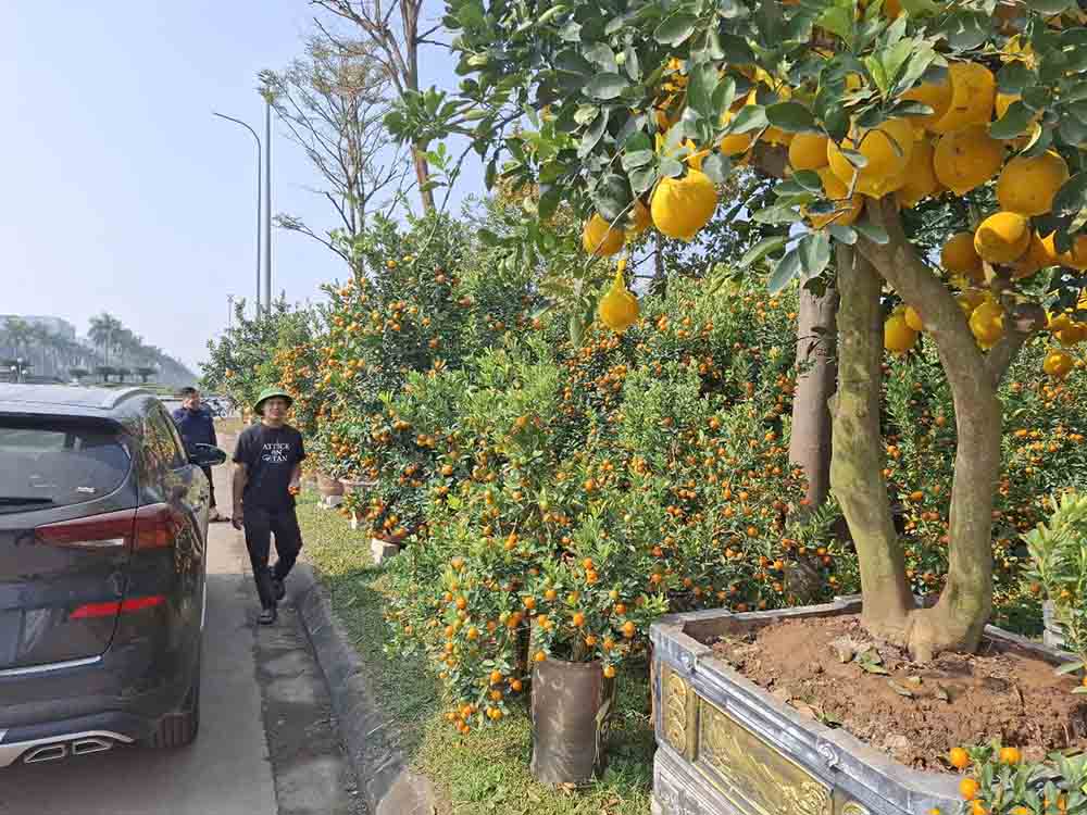 Anh Ba tu Hung Yen vao ban cay canh o Ha Tinh. Anh: Tran Tuan.