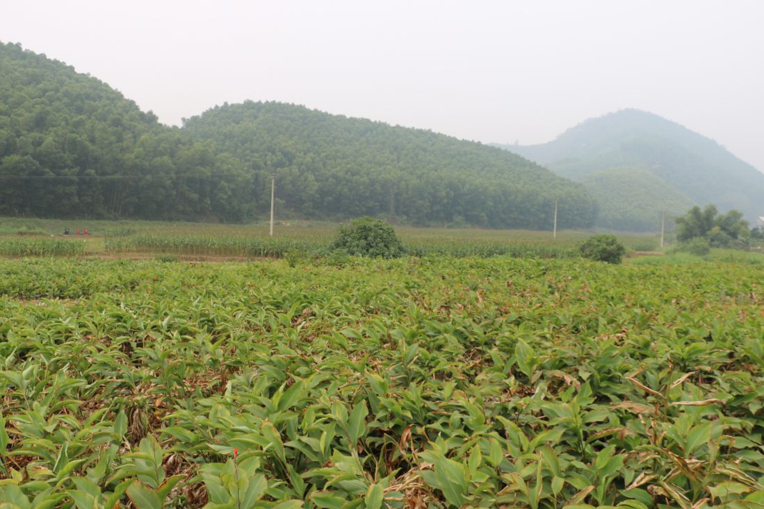 Nearly 40 hectares of cassava are grown to serve the production of cassava vermicelli of Mr. Do Van Chien's family.