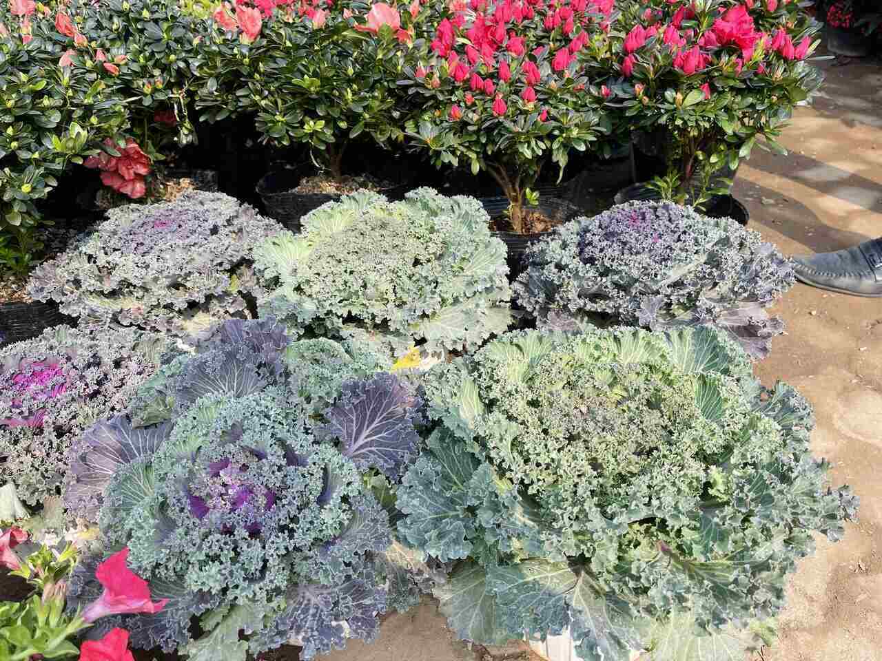 Cabbage flowers are popular and sought after by people because of their low price. Photo: Mai Huong