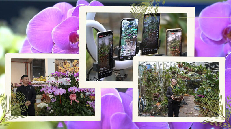 Orchid growers are excited to livestream. Photo: Quynh Trang