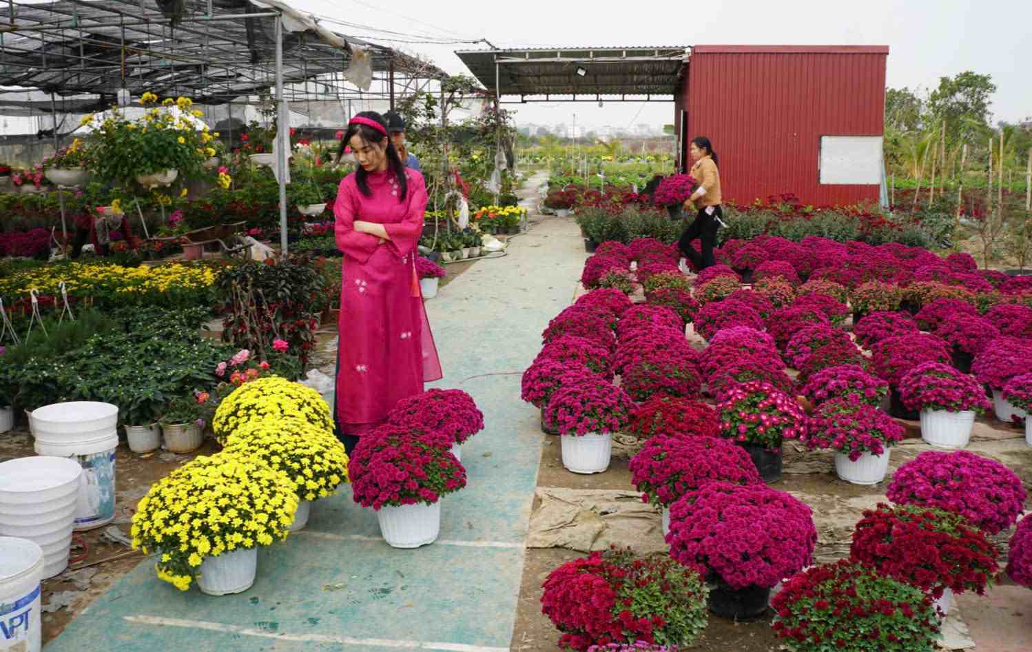 The number of visitors has increased sharply, Hai Duong flower gardens are bustling on the eve of Tet. Photo: Cong Hoa