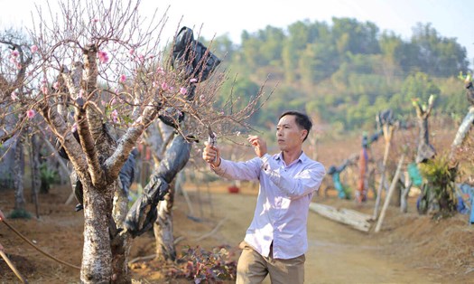 Nông dân vùng cao Hòa Bình tất bật vào vụ đào Tết. Ảnh: Đặng Tình
