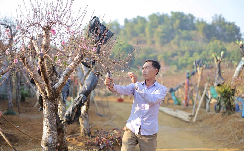 Farmers in the mountainous region of Hoa Binh are busy with the Tet peach season. Photo: Dang Tinh